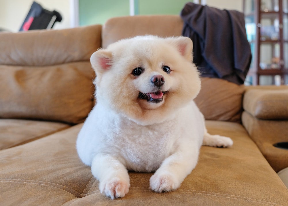 brown pomeranian polar bear cut