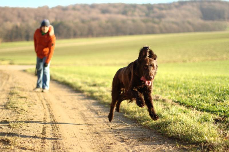 brown retriever runs fast on the rural road