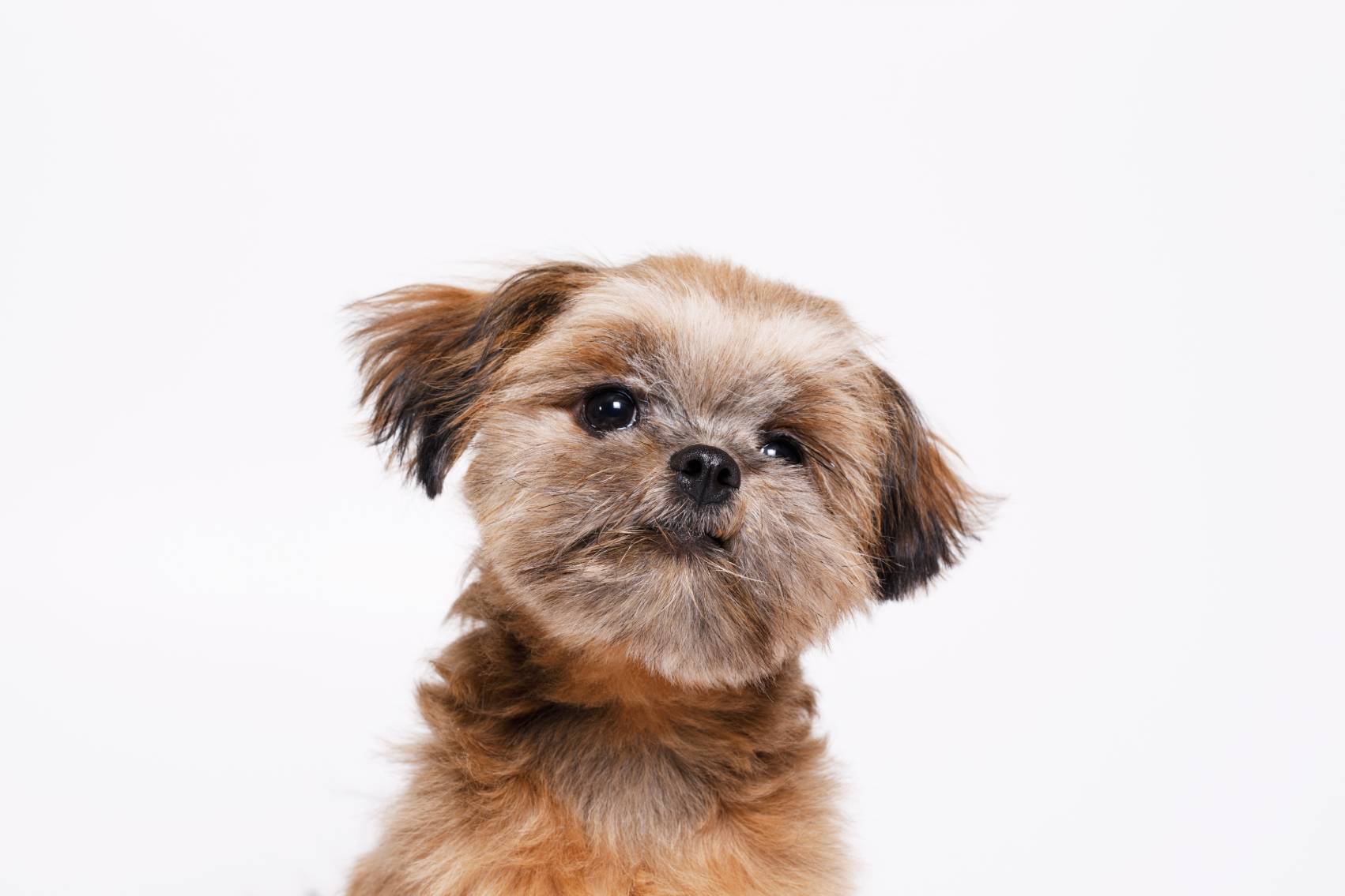 Brown Shih Tzu