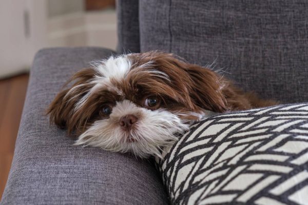 Brown Shih Tzu