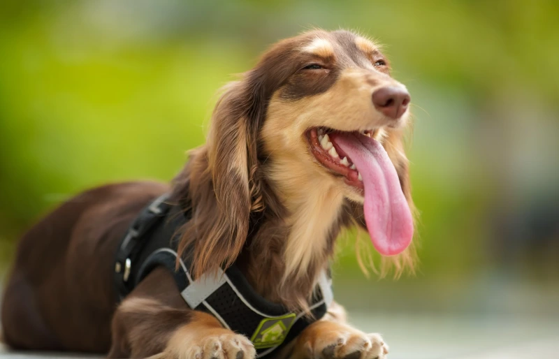 brown-smiling-dachshund-dog_Henry-Lai-Unsplash