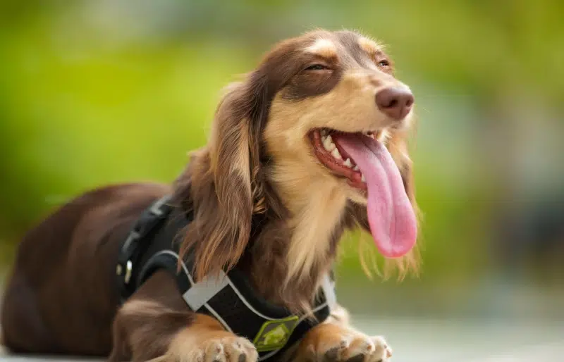 brown-smiling-dachshund-dog_Henry-Lai-Unsplash