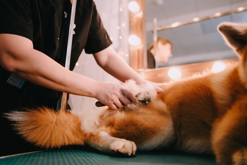 brushing akita dog