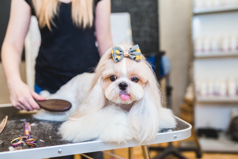 brushing shih tzu dog