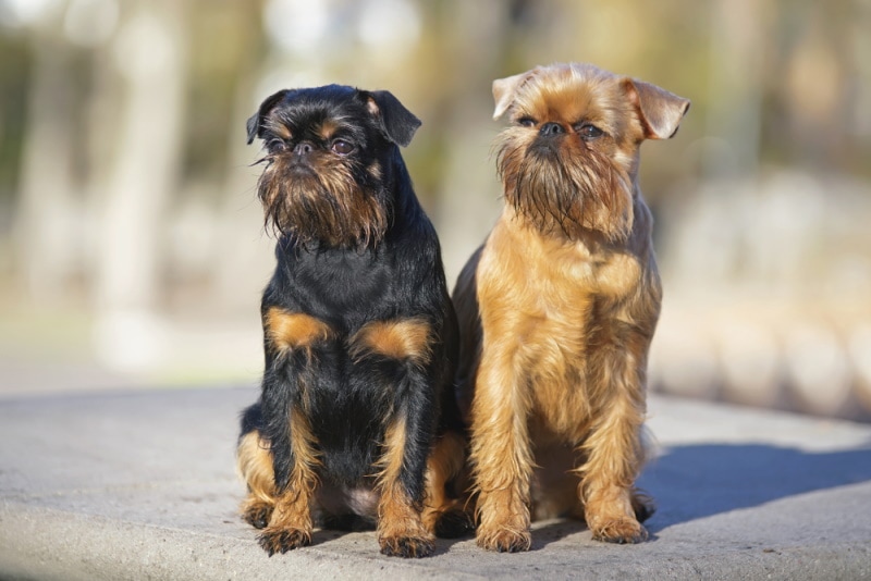 325+ Popular & Unique Brussels Griffon Names: Ideas for Cute and Quirky ...
