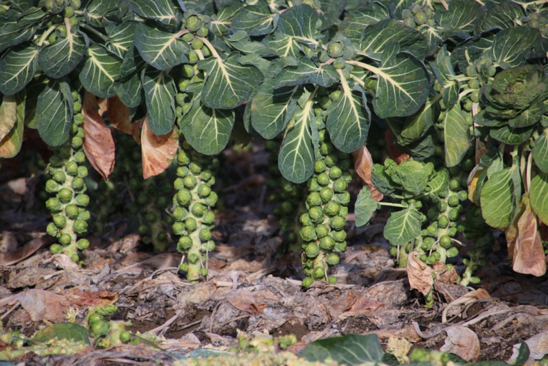 brussel sprouts in the garden