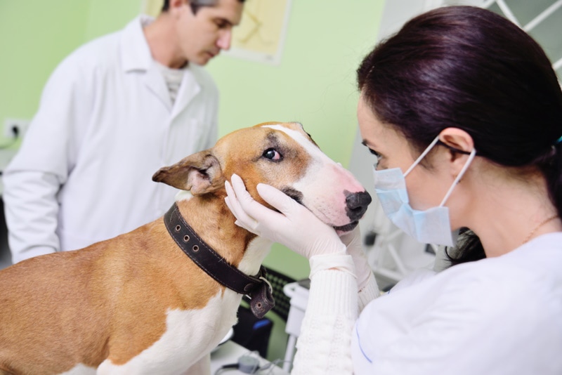 bull terrier checked by vet
