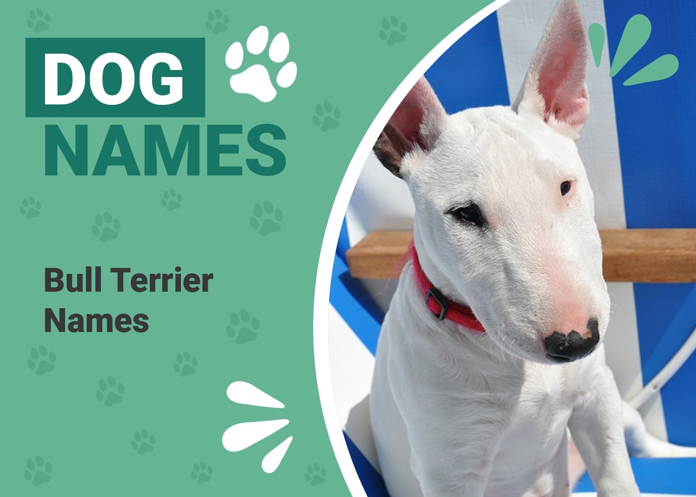 165 Popular & Unique Bull Terrier Names Dogster