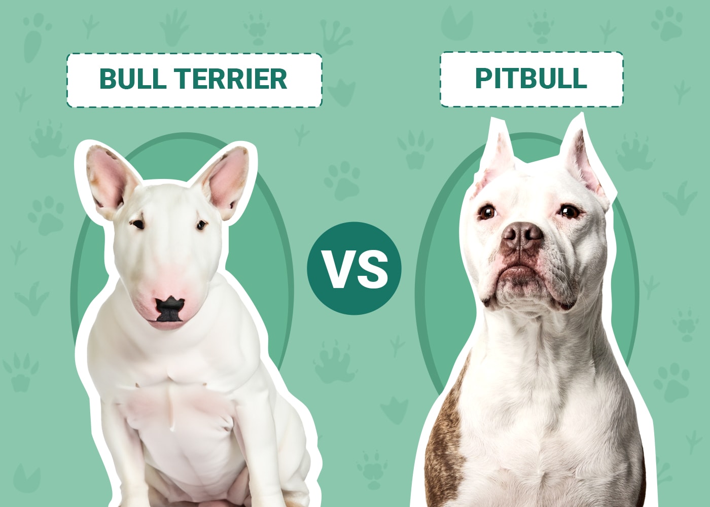 Bull Terrier vs Pitbull