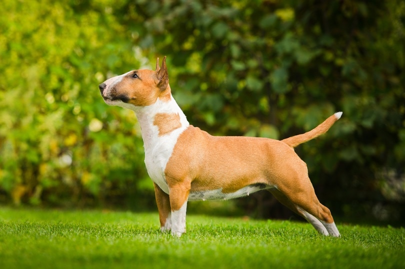 bull-terrier