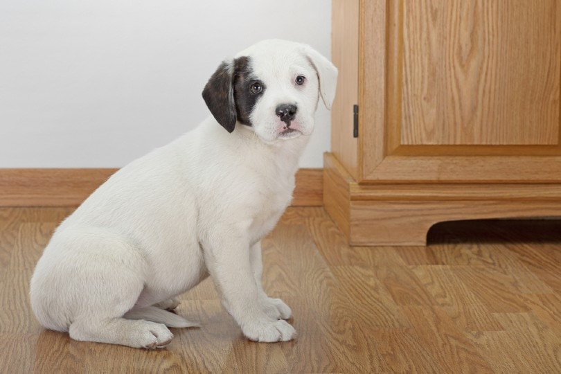 bullador puppy sitting on the floor