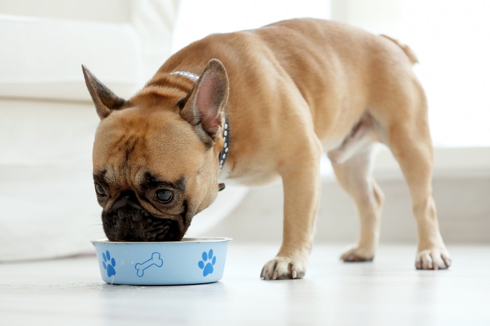 bulldog eating food