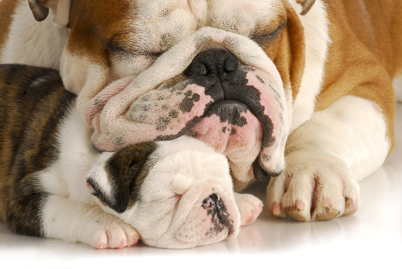 bulldog father and daughter sleeping
