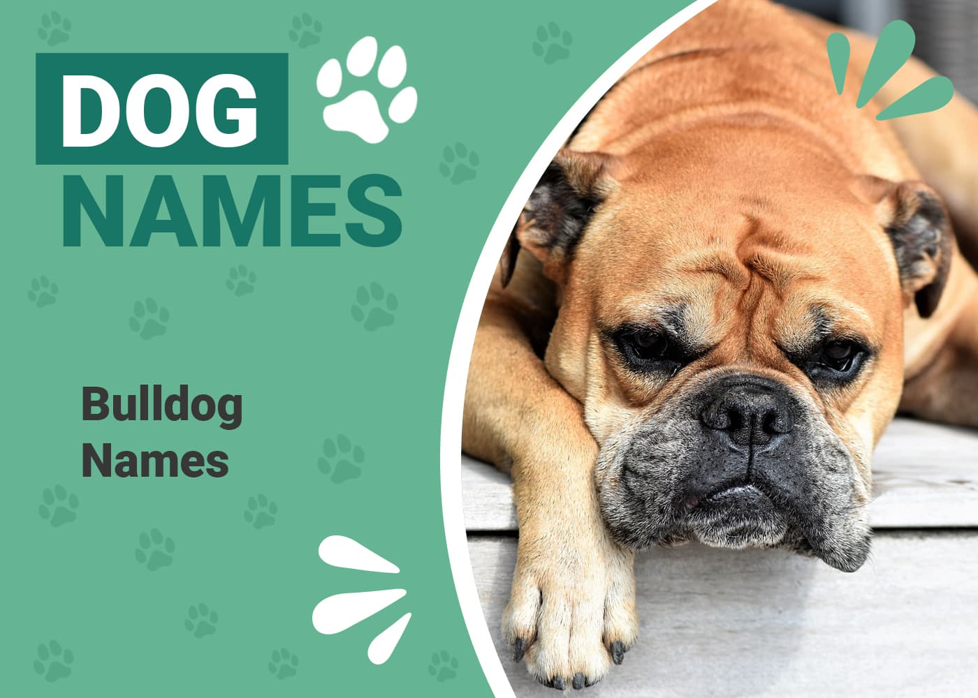 150+ Bulldog Names Bold, Beautiful & Best Ideas for Your Bulldog Dogster