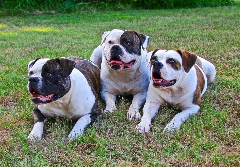 bulldogs_B Wills_Pixabay