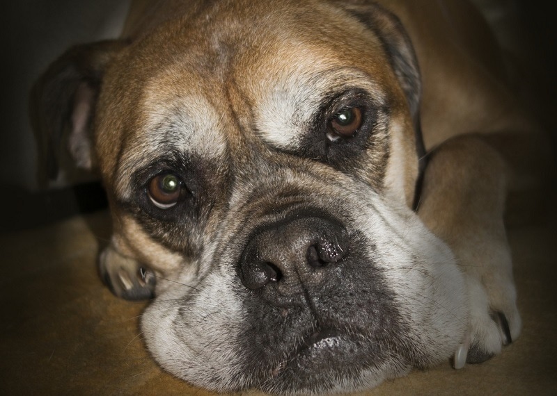 bullmastiff closeup