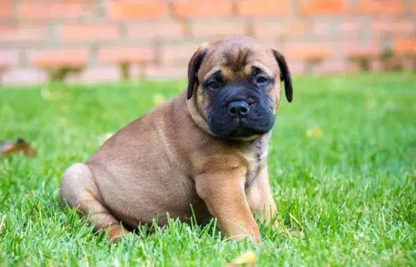 bullmastiff puppy sitting on the grass