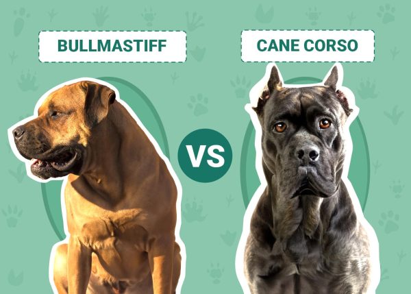 Bullmastiff vs Cane Corso