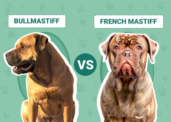 Bullmastiff vs French Mastiff
