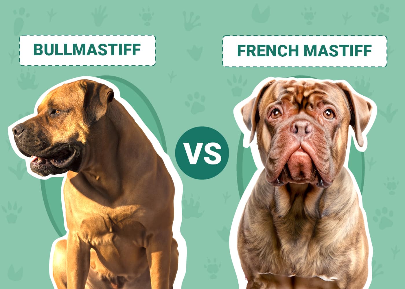 Bullmastiff vs French Mastiff