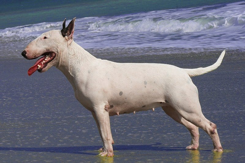bullterrier-outdoor on beach