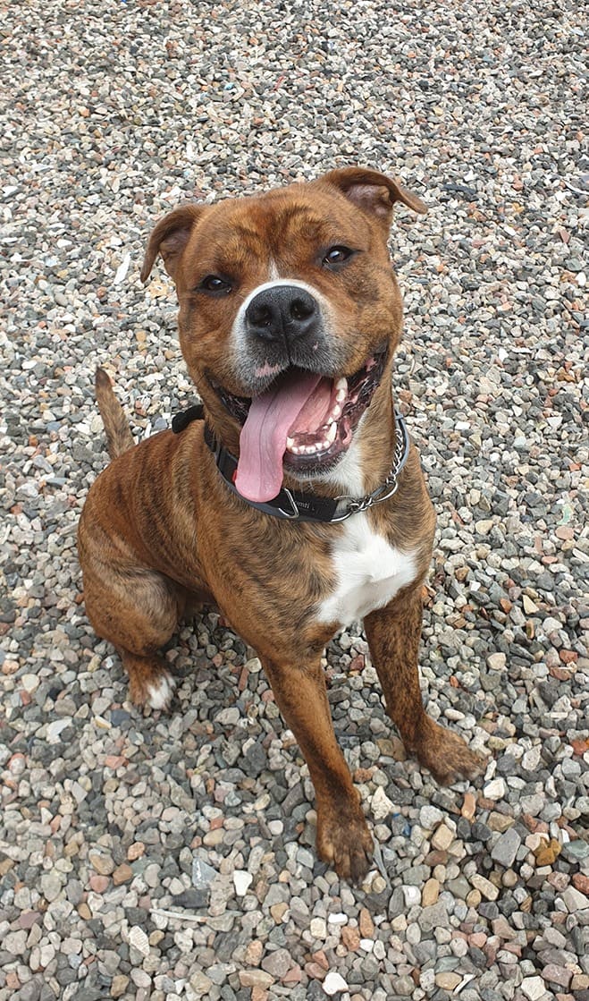 bullweiler