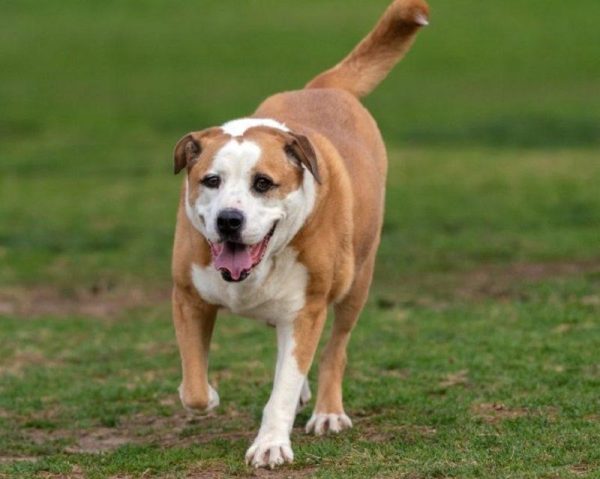 bully basset_Shutterstock_Jon Osumi