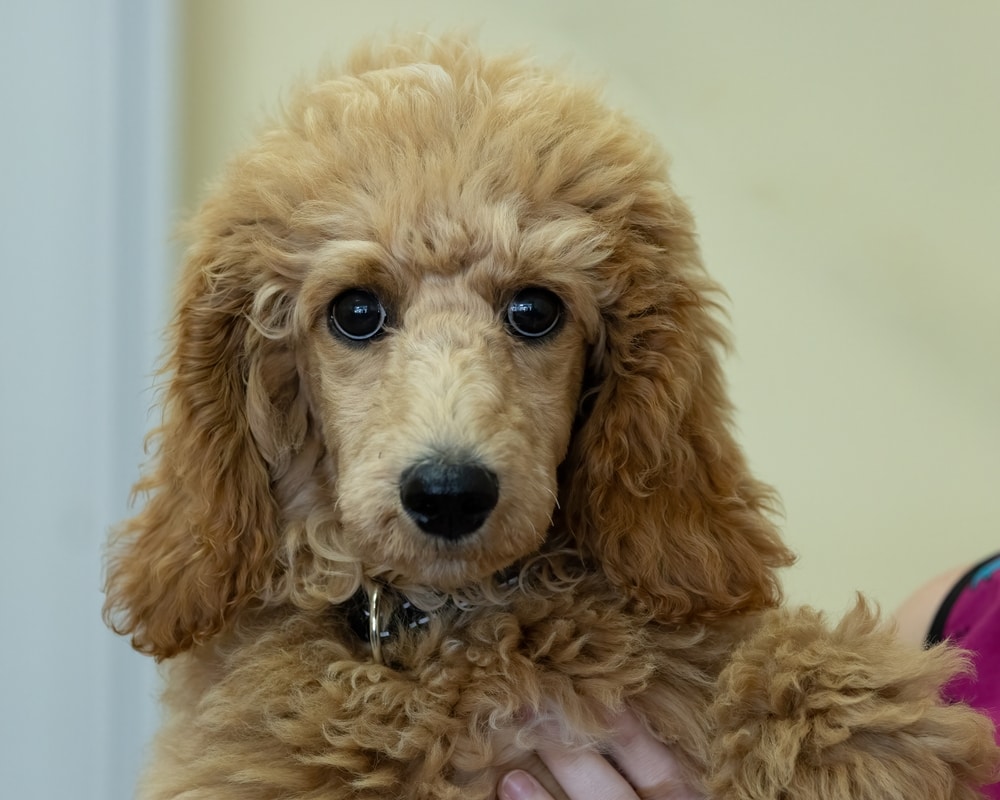 cafe au lait poodle