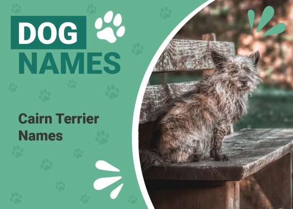 Cairn Terrier Names
