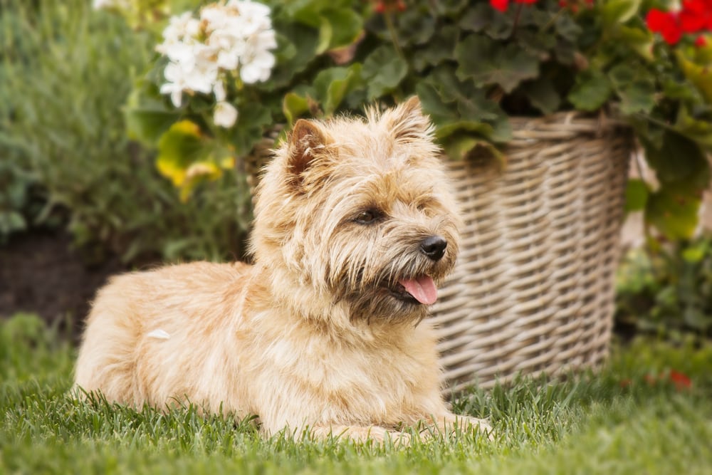 cairn terrier dog in grass flowers