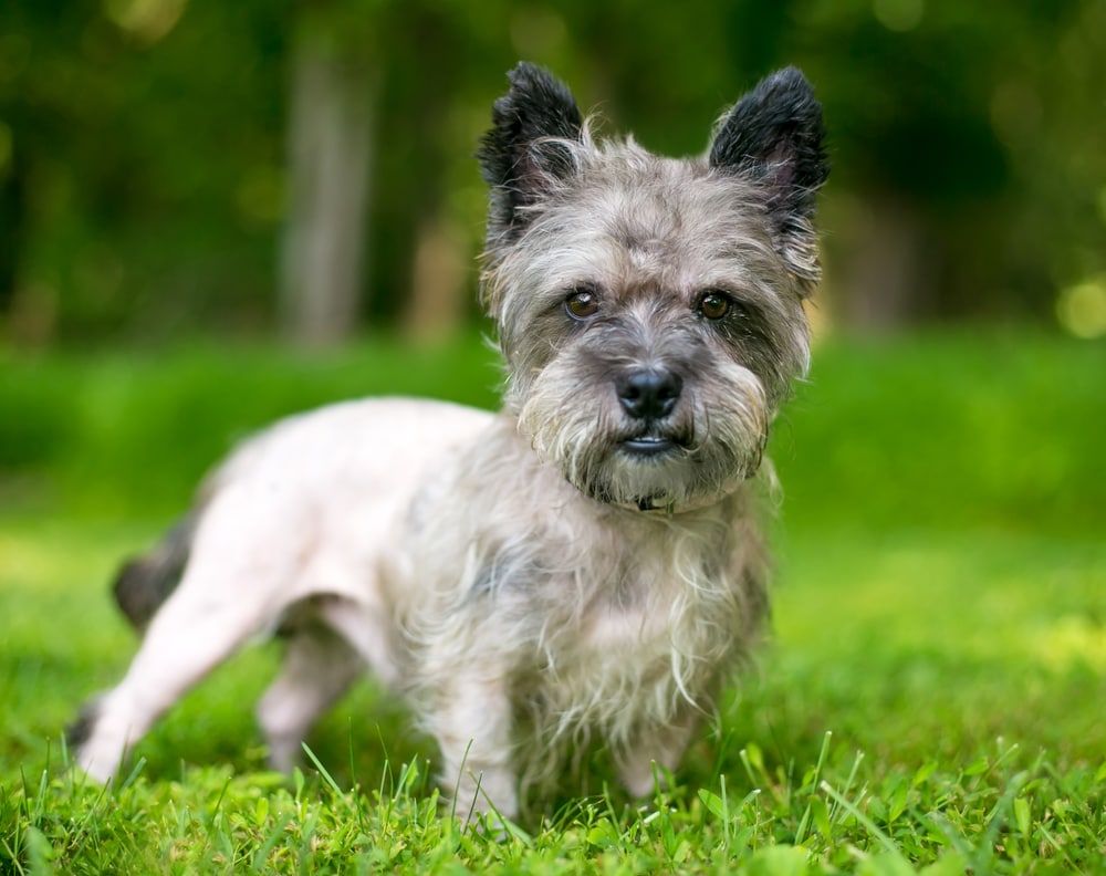 Cairn terrier half and half hair cut