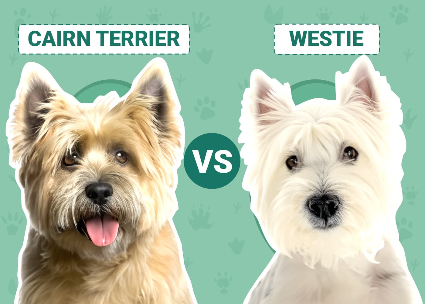 Cairn Terrier vs Westie