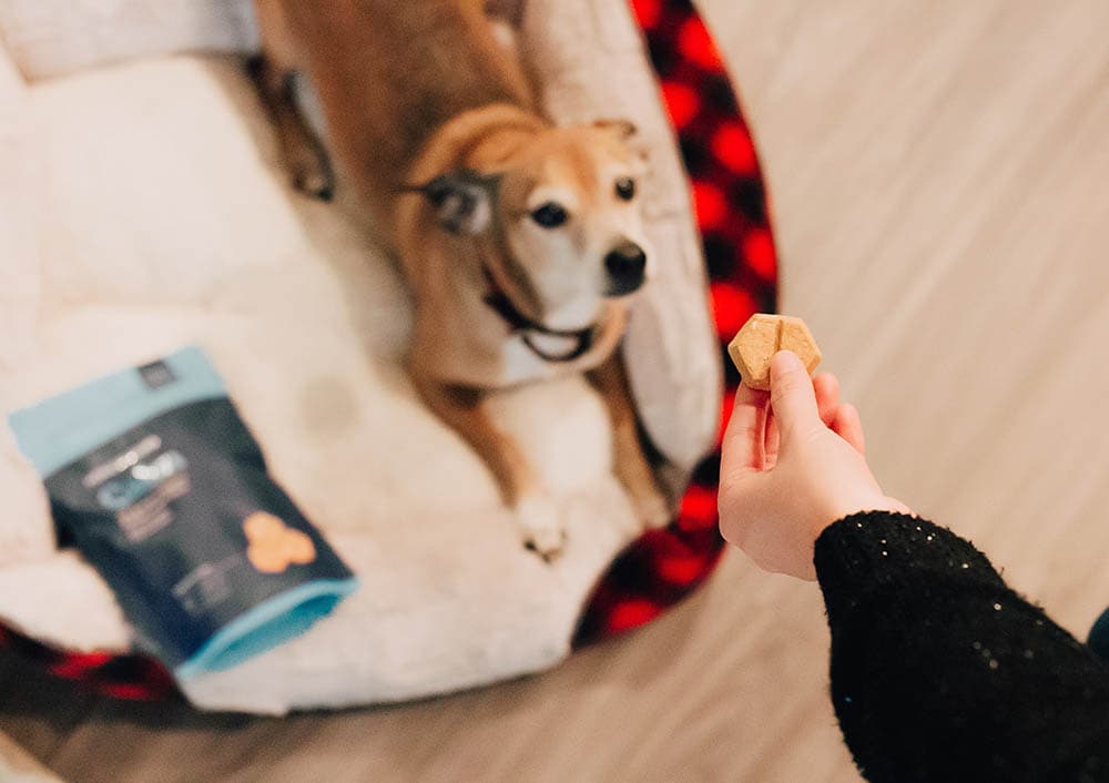 calm and relax dog enjoying a treat on bed