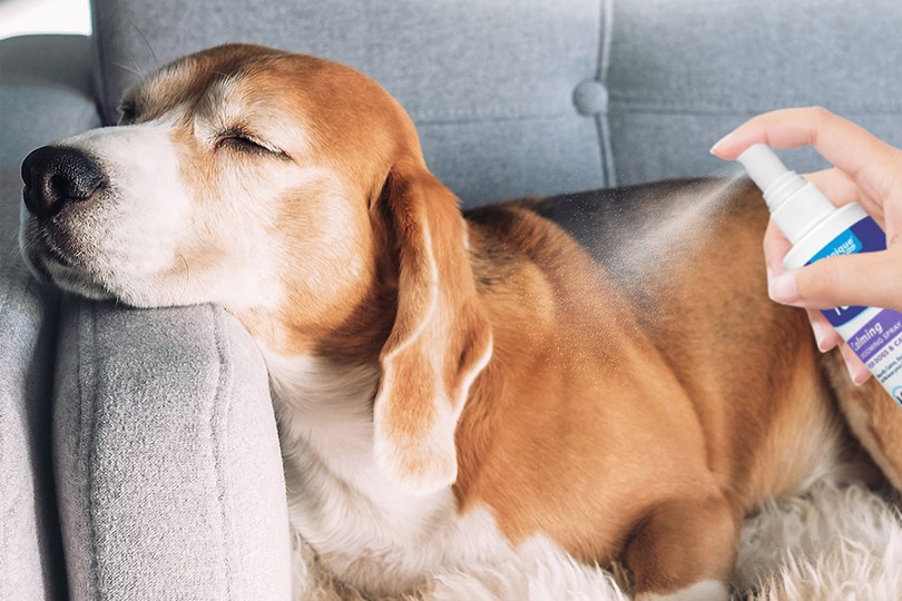 calming spray for dog