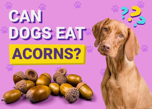 Can Dogs Eat Acorns