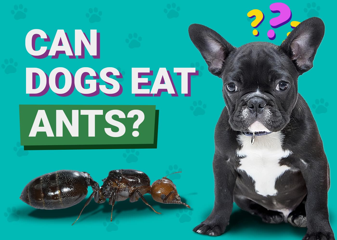 Can Dogs Eat Ants