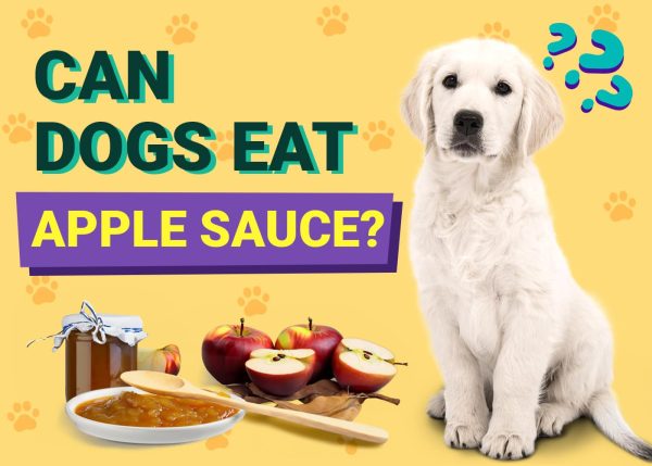 Can Dogs Eat Applesauce