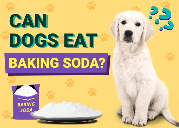 Can Dogs Eat Baking Soda