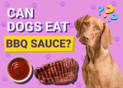 Can Dogs Eat BBQ Sauce? Vet-Verified Facts & FAQ – Dogster