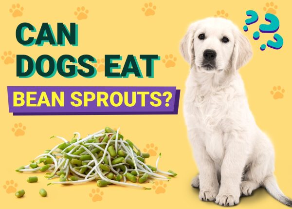 Can Dogs Eat Bean Sprouts