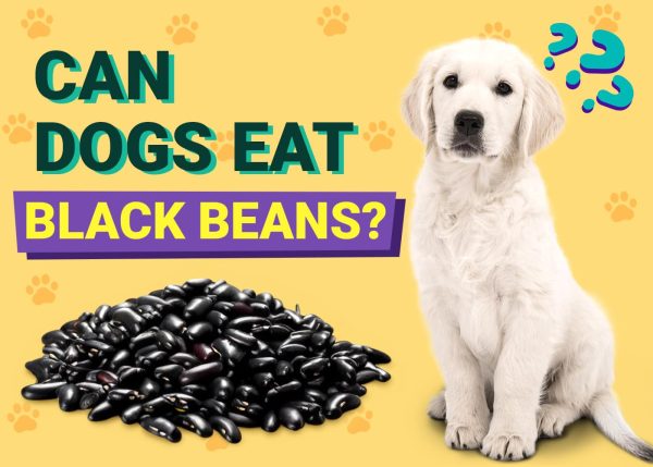 Can Dogs Eat Black Beans