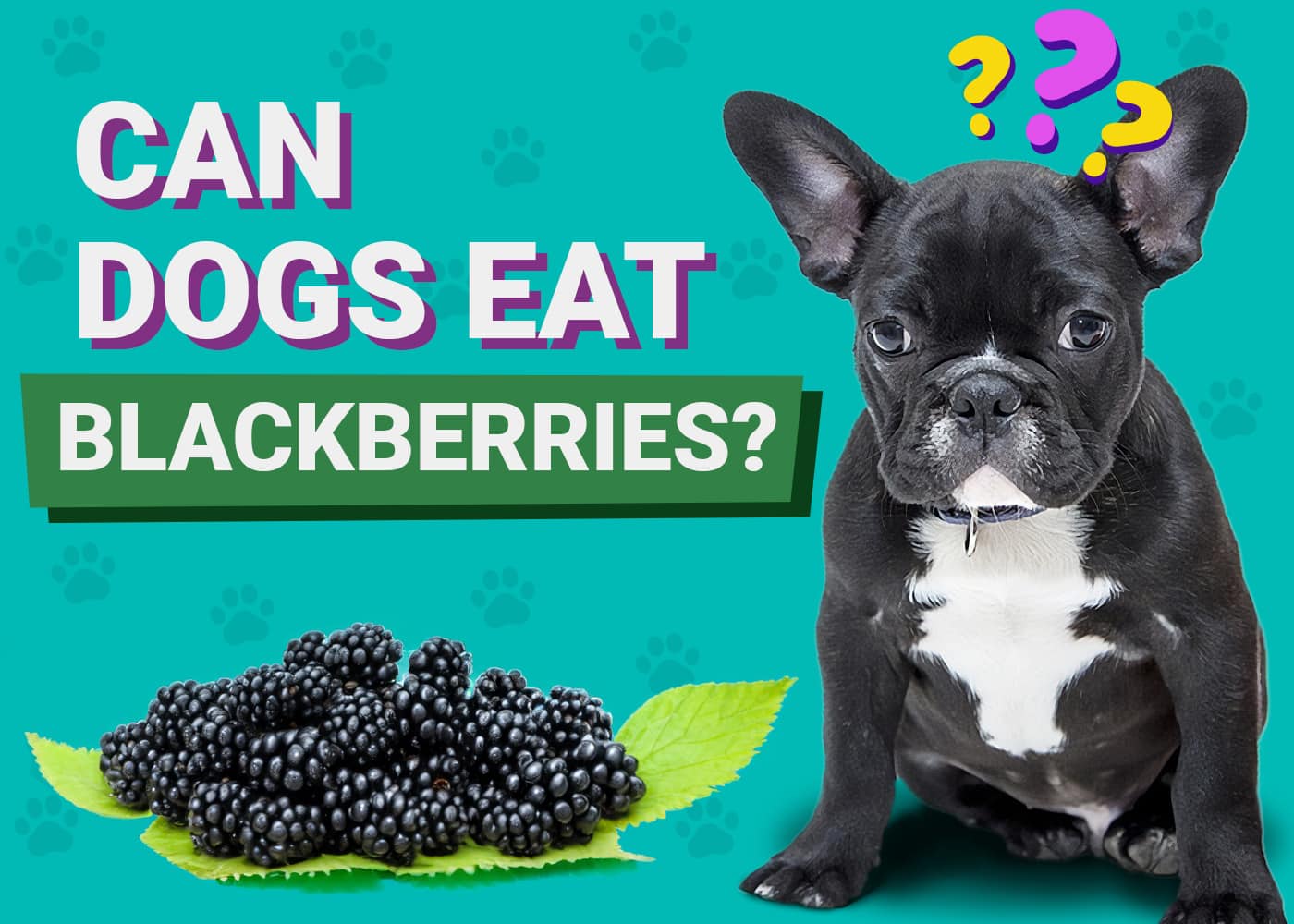 Can Dogs Eat Blackberries? Vet-Approved Facts & FAQ – Dogster