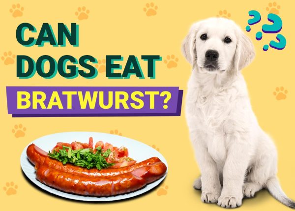 Can Dogs Eat Bratwurst