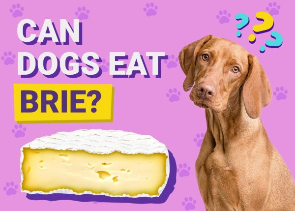 Can Dogs Eat Brie