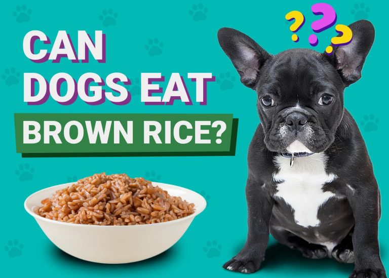 Can Dogs Eat Brown Rice? VetApproved Facts & FAQ Dogster