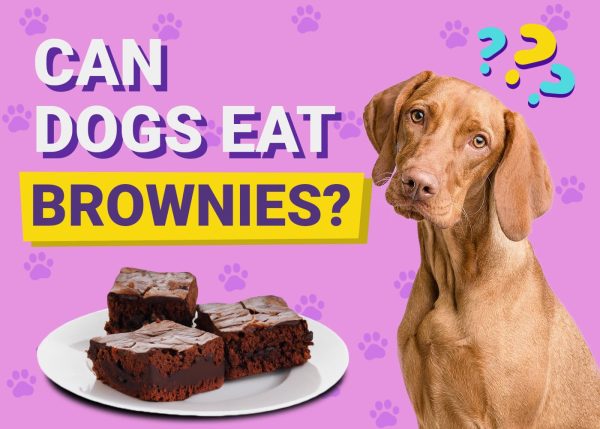 Can Dogs Eat Brownies