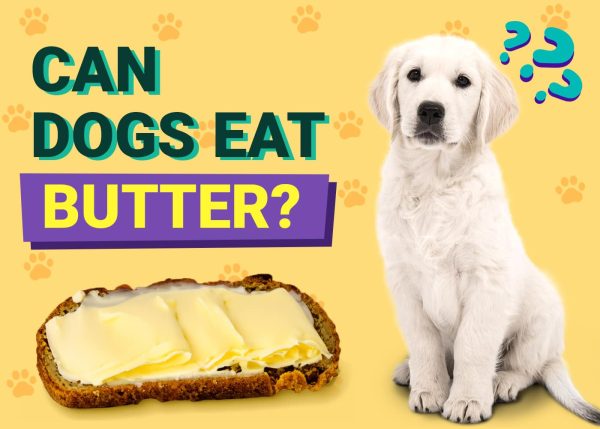 Can Dogs Eat Butter