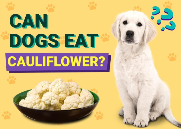 Can Dogs Eat Cauliflower