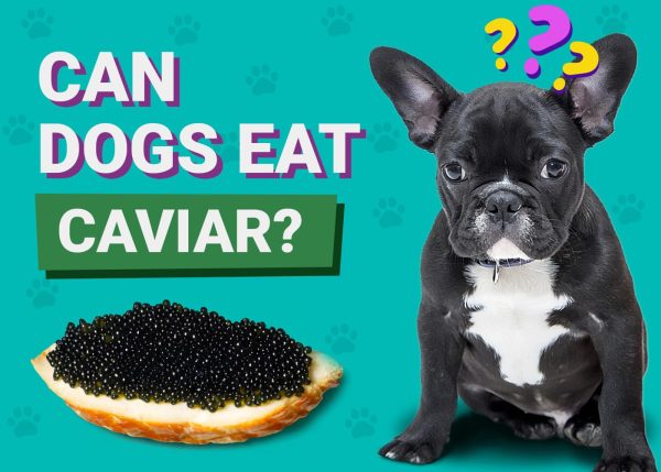 Can Dogs Eat Caviar