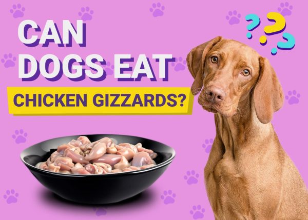 Can Dogs Eat Chicken Gizzards